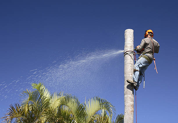 Best Storm Damage Tree Cleanup  in USA